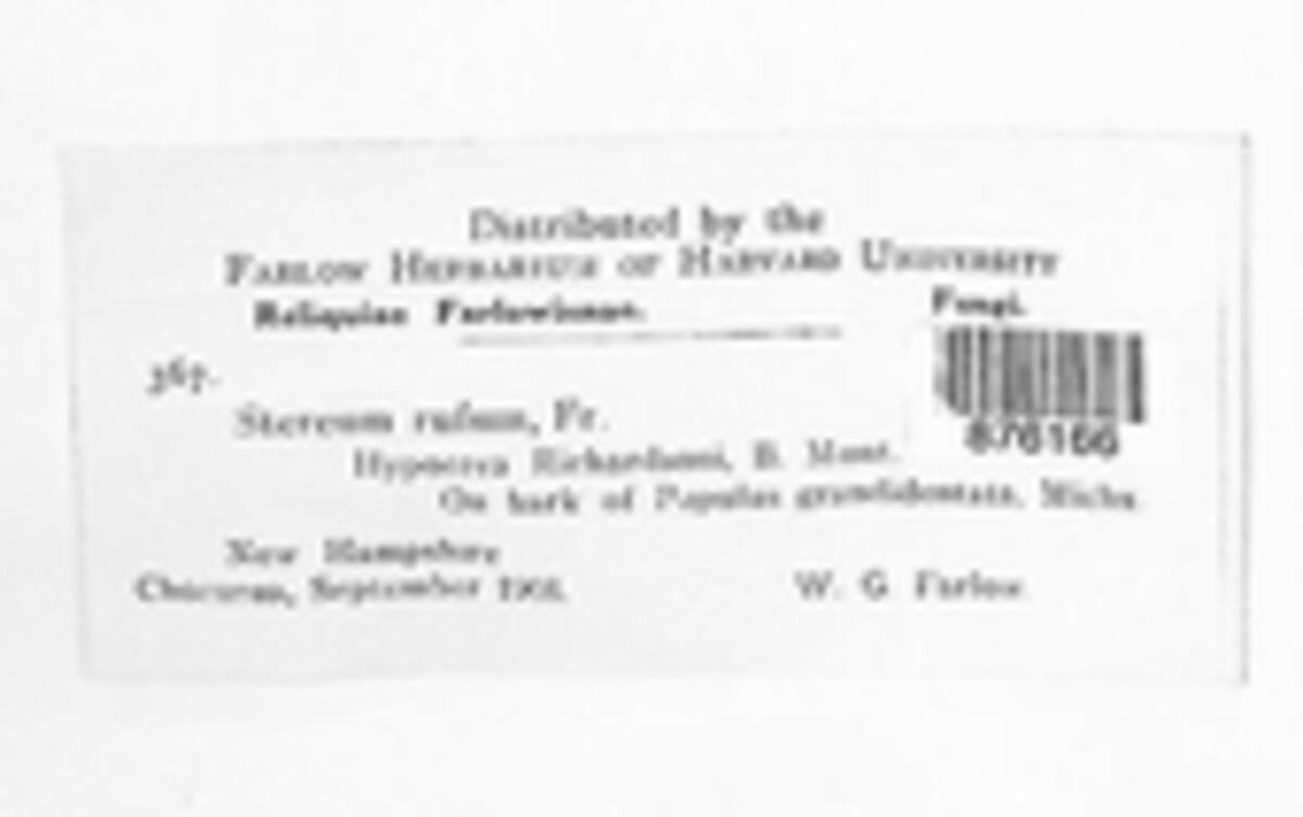 Peniophora rufa image